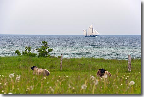 Schafe und Segelboote an der Ostsee