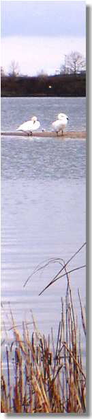 www.schlei-ostsee-urlaub.de