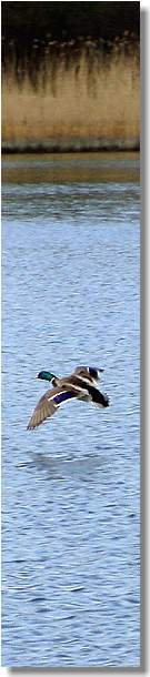 www.schlei-ostsee-urlaub.de