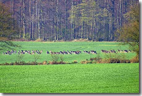 Rehe in freier Natur