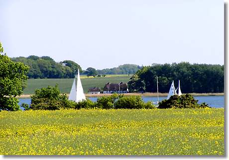 Schlei - Rapsfeld und Segelboote