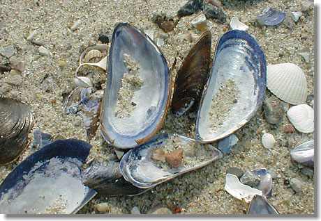 Muscheln am Ostseestrand