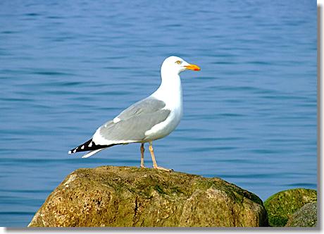 Möwe an der Ostsee