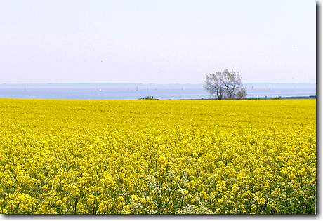 Rapsblüte an der Ostsee