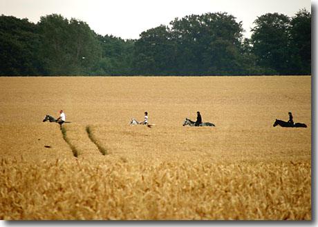 Reiten im Kornfeld