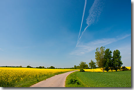 Ein Feldweg in der Rapsblüte