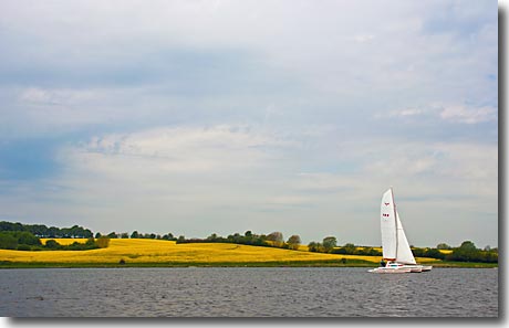 Katamaran vor dem Rapsfeld auf der Schlei