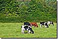 Kühe in der Schlei-Ostsee-Region
