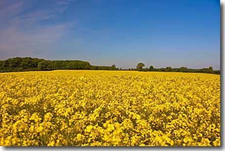 Rapsblüte in der Region Angeln