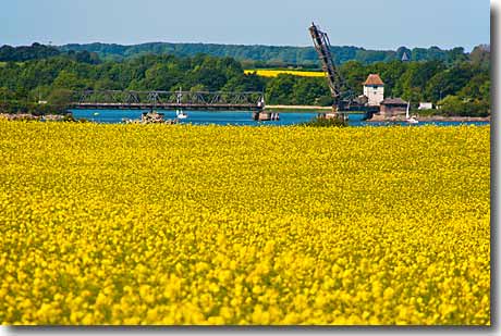 Rapsblütenmeer mit Klappbrücke