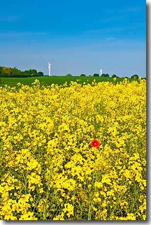 Die rote Mohnblüte im gelben Rapsfeld