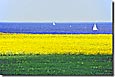 Schlei-Ostsee-Urlaub in blau, gelb, grün