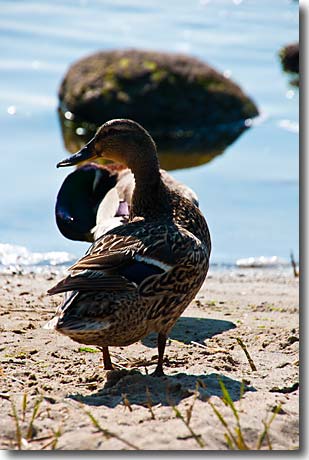 Enten am Schleiufer