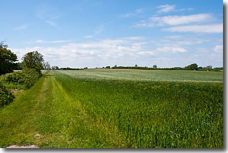 Schleswig-Holstein: Grüne Felder, blauer Himmel
