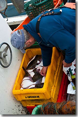 Frischer Butt vom Fischer