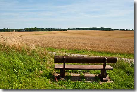 Ausblick aufs Kornfeld