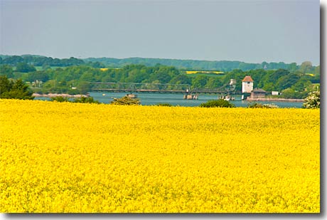 Rapsblüte in der Schlei-Ostsee-Region
