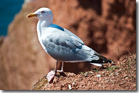 Silbermöwe auf Helgoland