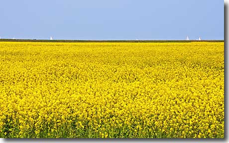 Rapsfeld an der Ostsee