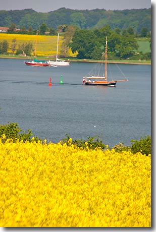 Segelboote und Rapsblüte an der Schlei