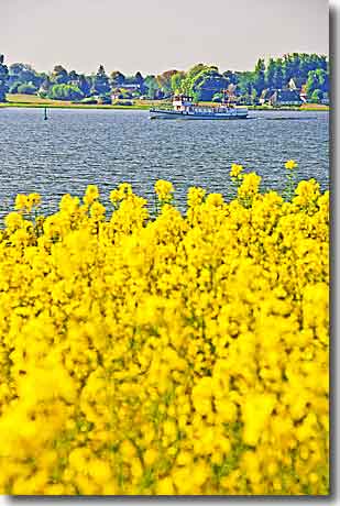 Blühendes Rapsfeld und 