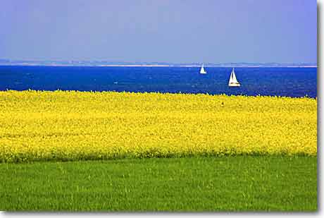 Frühlingserwachen mit Rapsblüte an der Ostsee Frühlingserwachen mit Rapsblüte an der Ostsee