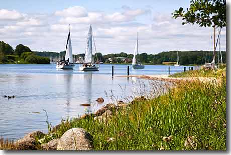 Segelboote auf der Schlei am Ufer von Rabelsund mit Blick auf Grauhöft